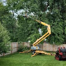 Carrier Mills, IL Tree Removal and Landscaping Services Company